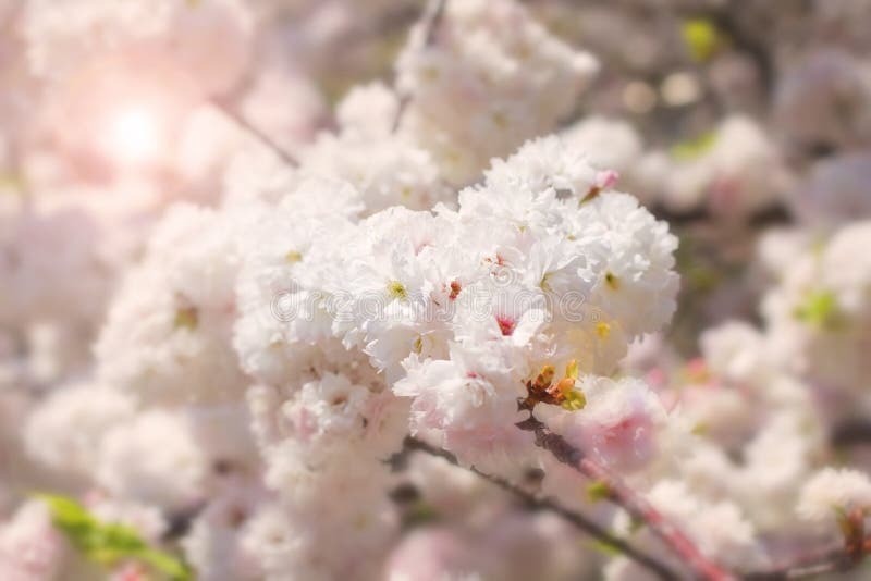 Bianco astratto sakura della sfuocatura e morbido della molla fotografia stock libera da diritti Bianco astratto sakura della sfuocatura e morbido della molla fotografia stock libera da diritti