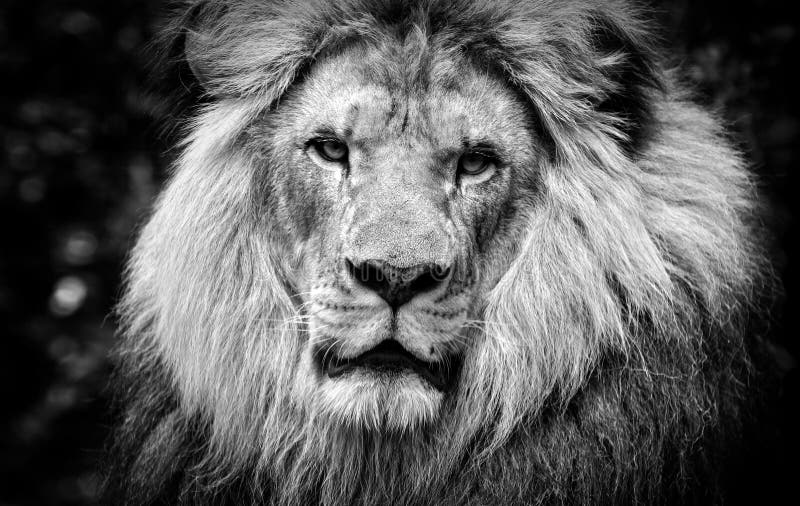 In bianco e nero ad alto contrasto di un fronte africano maschio del leone