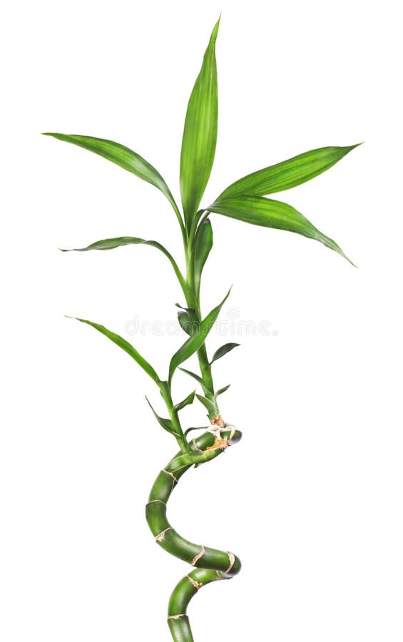 Bambù isolato su bianco immagine stock