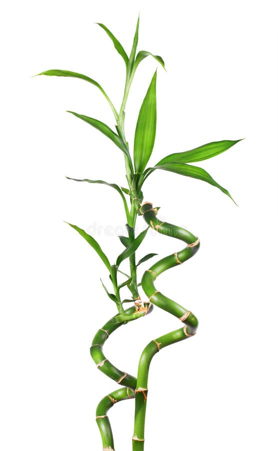 Bianco isolato bambù fotografia stock libera da diritti