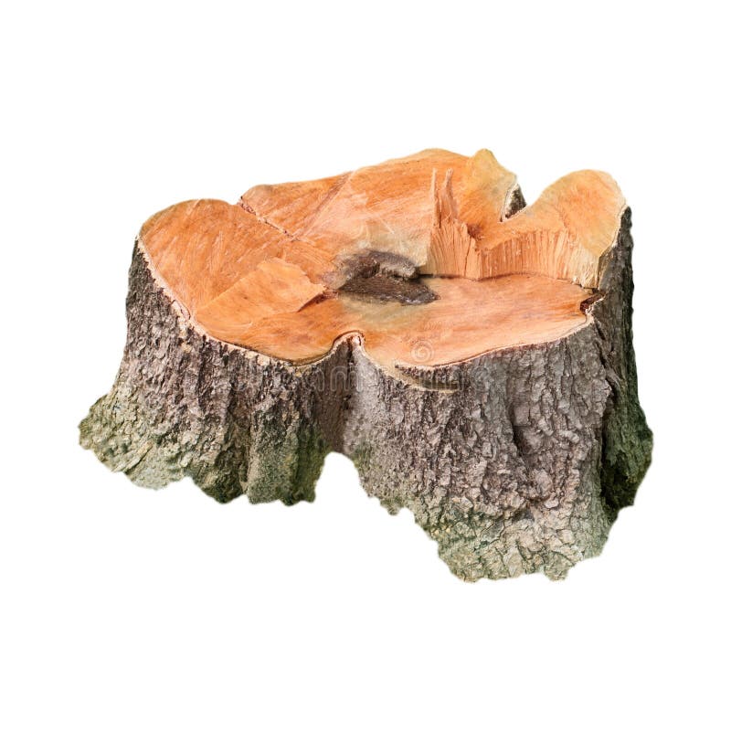 Bianco isolato del ceppo di albero immagine stock Bianco isolato del ceppo di albero immagine stock