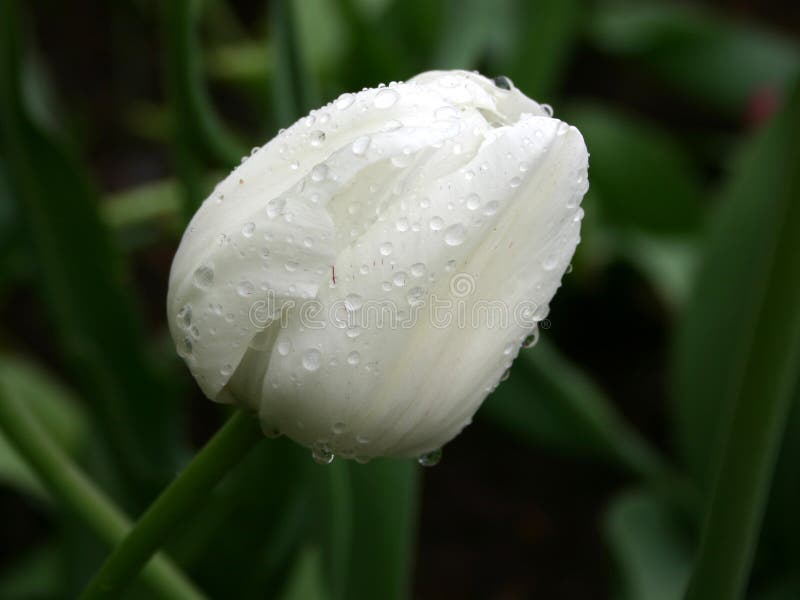 Bianco su verde. Tulipano nella pioggia immagini stock Bianco su verde. Tulipano nella pioggia immagini stock