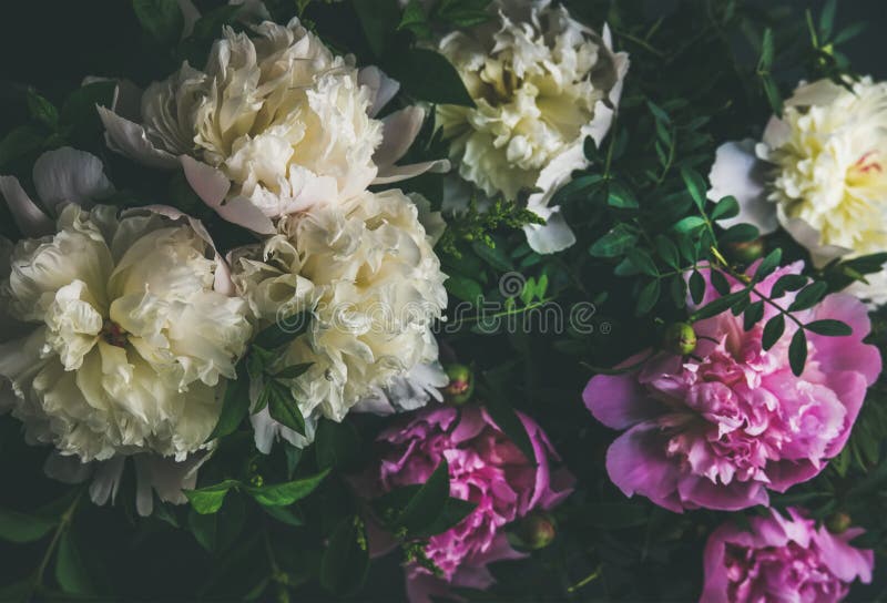 Biała i różowa peonia kwitnie nad ciemnym tłem, odgórny widok zdjęcia royalty free Biała i różowa peonia kwitnie nad ciemnym tłem, odgórny widok zdjęcia royalty free