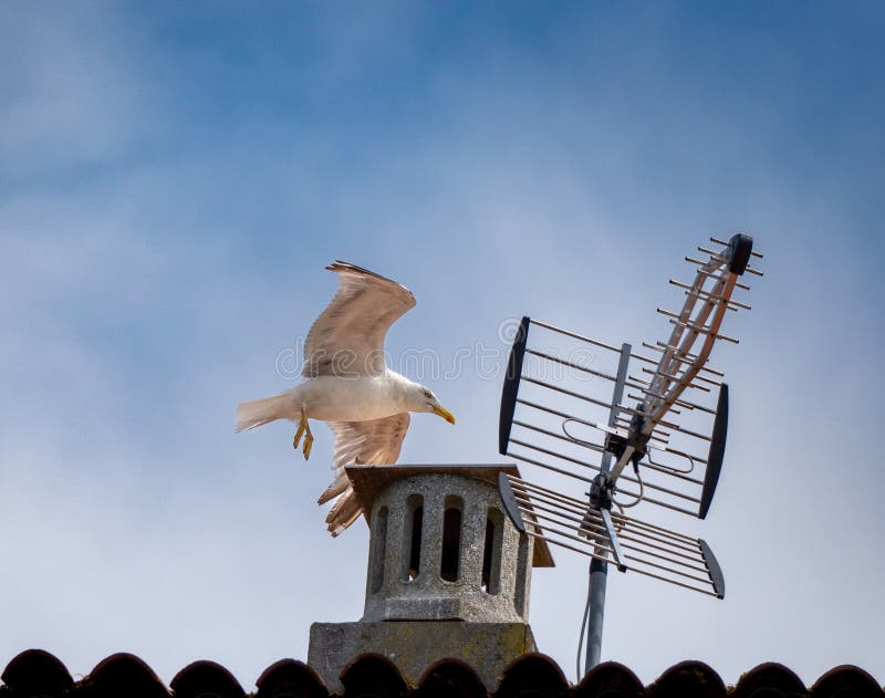 Biała mewa lądująca na stożku na kominie z anteną. fotografia stock
