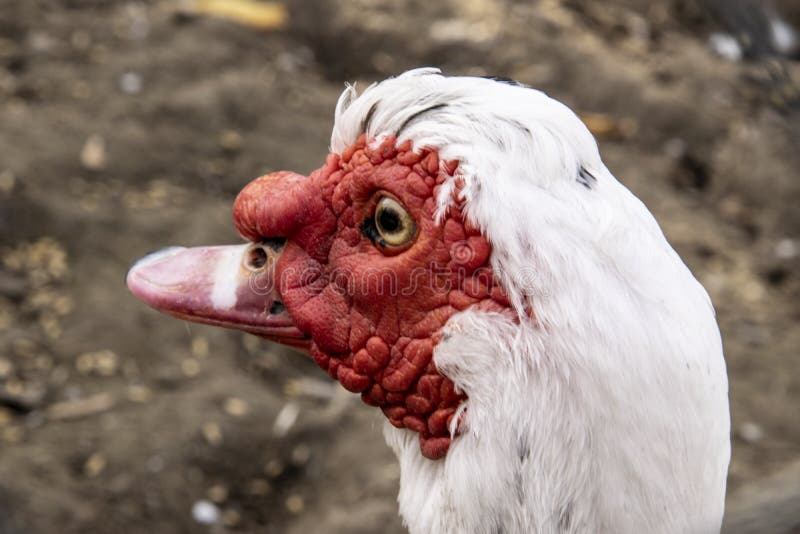 Biała Muscovy kaczka w górę fotografii zdjęcie royalty free Biała Muscovy kaczka w górę fotografii zdjęcie royalty free