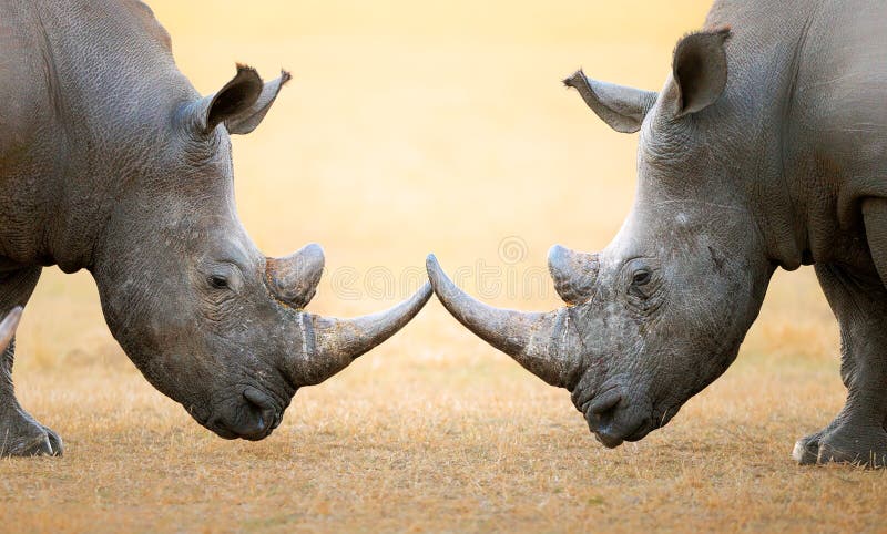 Biała nosorożec konfrontacyjna