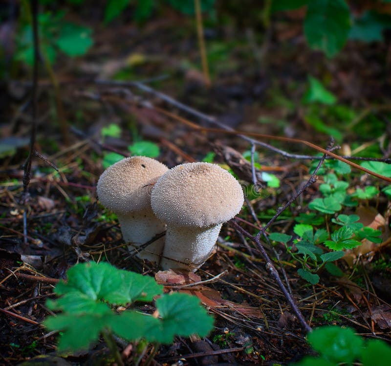 Biała owłosiona pieczarka Lasowa natura fotografia stock