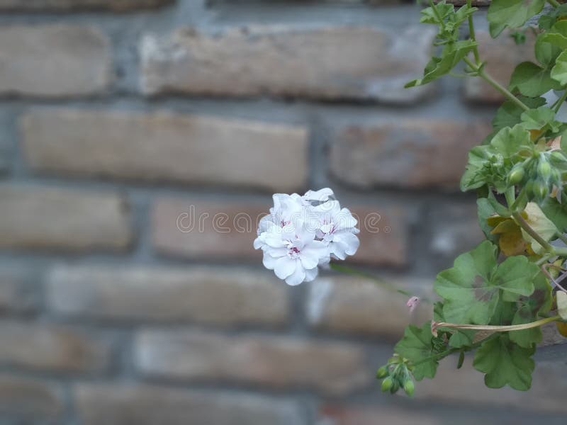 Biała petunia, kwiat zdjęcie stock Biała petunia, kwiat zdjęcie stock