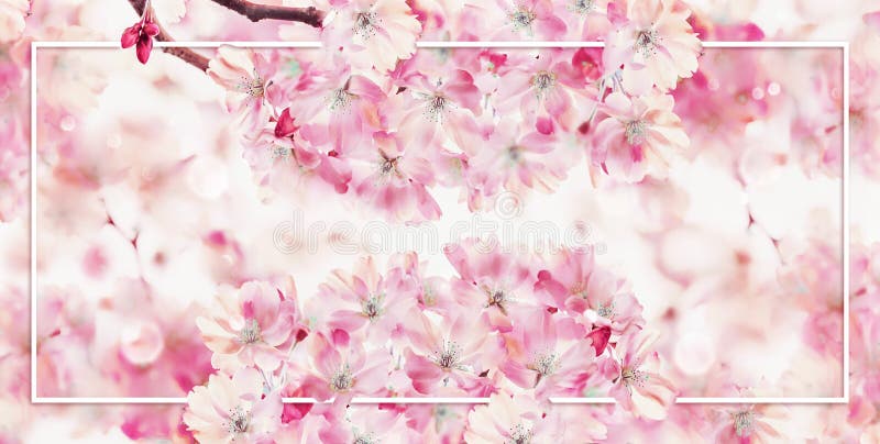 Biała sława na wiosny okwitnięcia natury tle z różowym kwitnieniem wiśnia Wiosny natura Okwitnięcie układ fotografia royalty free Biała sława na wiosny okwitnięcia natury tle z różowym kwitnieniem wiśnia Wiosny natura Okwitnięcie układ fotografia royalty free