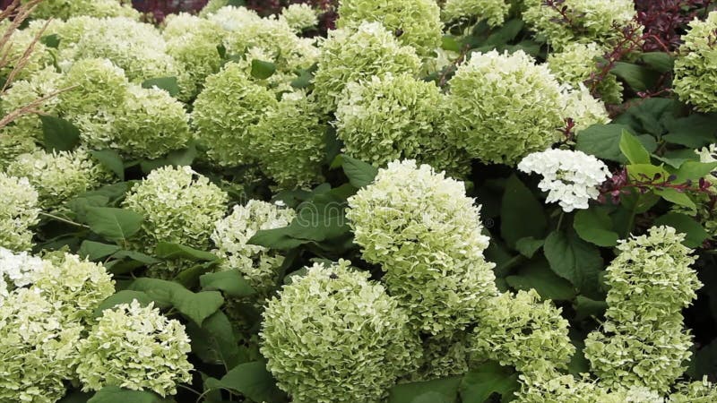 Biała zielona hydrangea roślina średni strzał