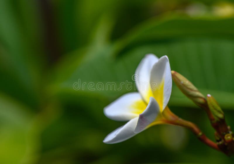 white plumeria flowers on a branch 3. white plumeria flowers on a branch 3