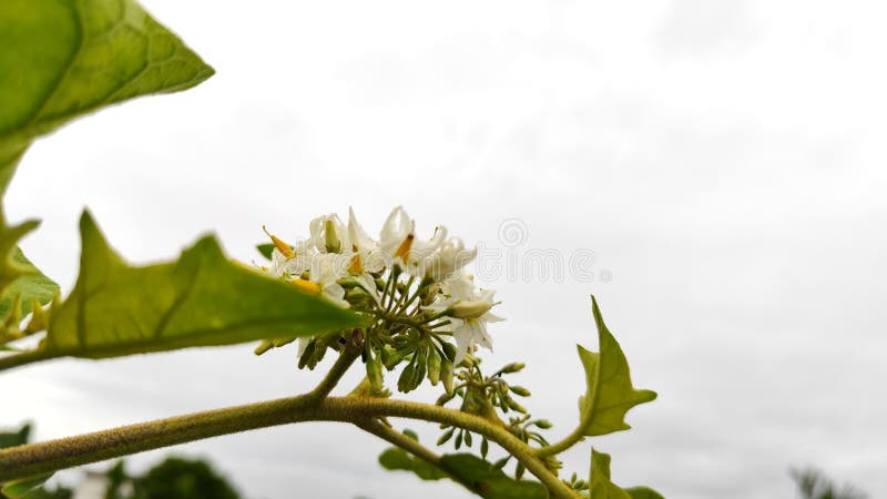 Białe kwiaty pokak (Solanum torvum) kwitnące wśród zieleni liści obraz royalty free