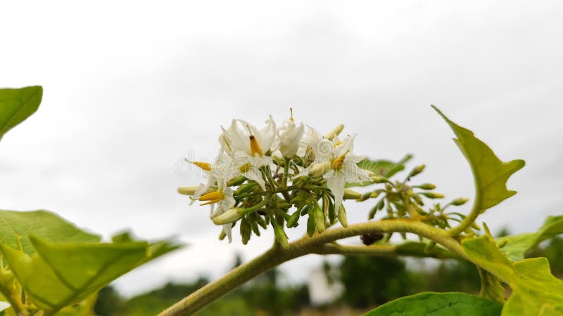 Białe kwiaty rośliny pokak (Solanum torvum) kwitnące wśród zielonych liści obrazy royalty free