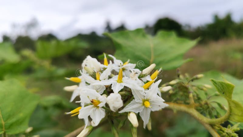Białe kwiaty rośliny pokak (Solanum torvum) kwitnące wśród zielonych liści zdjęcie royalty free