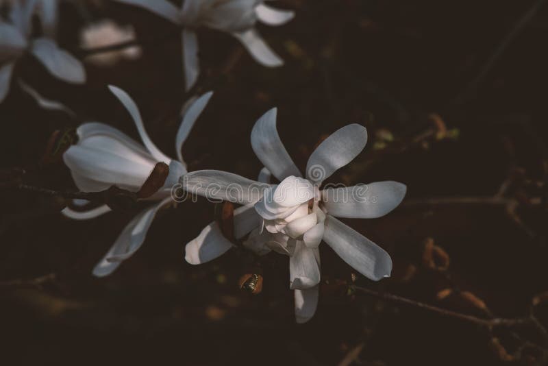 Białe magnolias na drzewie w naturalnym środowisku w ciepły słoneczny dzień wiosny zdjęcia stock Białe magnolias na drzewie w naturalnym środowisku w ciepły słoneczny dzień wiosny zdjęcia stock