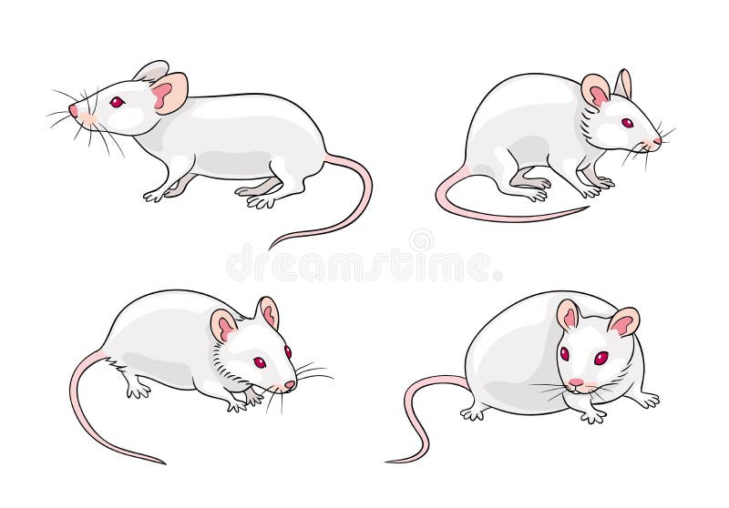 White mice in different poses. Vector illustration. EPS8. White mice in different poses. Vector illustration. EPS8