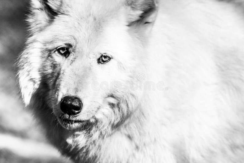 White Arctic wolf Canis lupus arctosportrait black and white. White Arctic wolf Canis lupus arctosportrait black and white