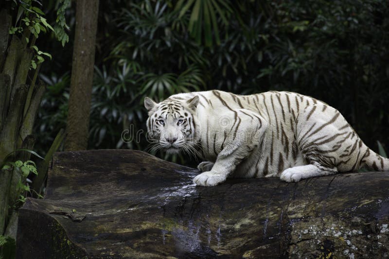 Biały Bengalia tygrys w dżungli