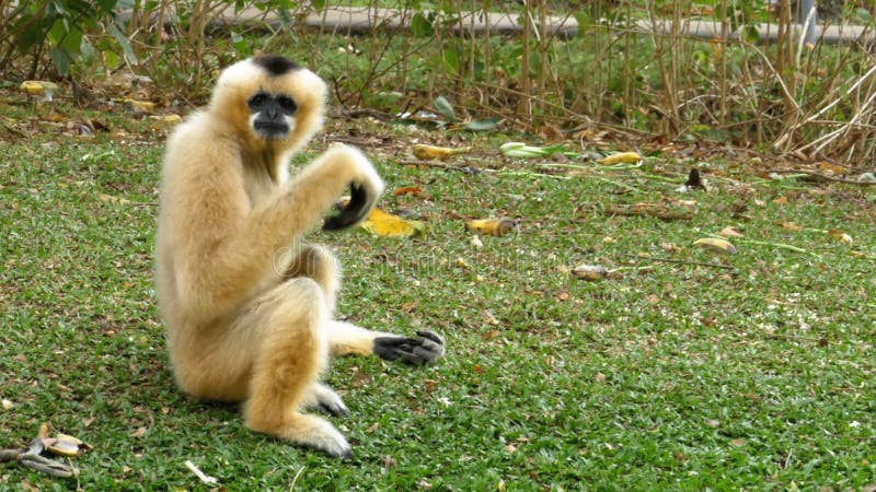 Biały Cheeked Gibbon siedzi na łące rzeką lub stawem przy Khao Kheow zoo Tajlandia