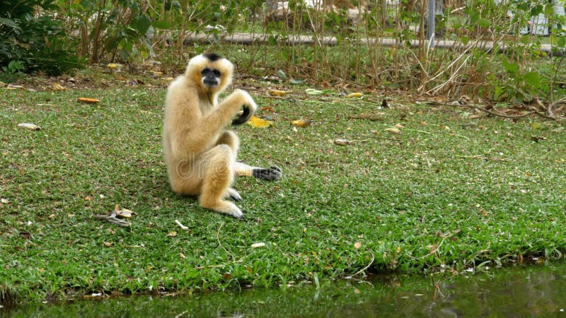 Biały Cheeked Gibbon siedzi na łące rzeką lub stawem przy Khao Kheow zoo Tajlandia