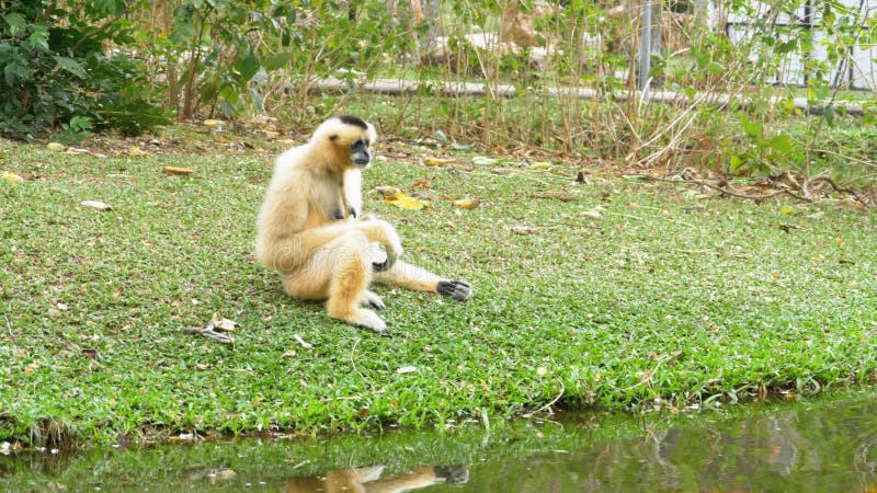 Biały Cheeked Gibbon siedzi na łące rzeką lub stawem przy Khao Kheow zoo Tajlandia