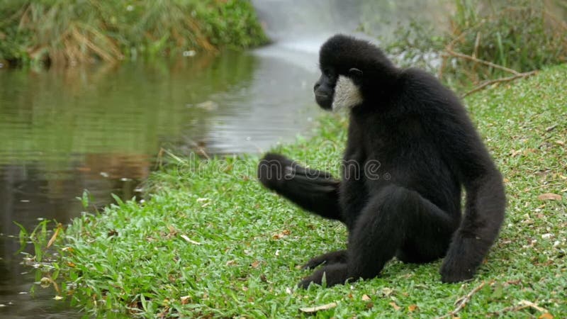 Biały Cheeked Gibbon siedzi na łące rzeką lub stawem przy Khao Kheow zoo Tajlandia swobodny ruch