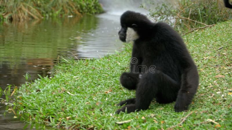 Biały Cheeked Gibbon siedzi na łące rzeką lub stawem przy Khao Kheow zoo Tajlandia swobodny ruch