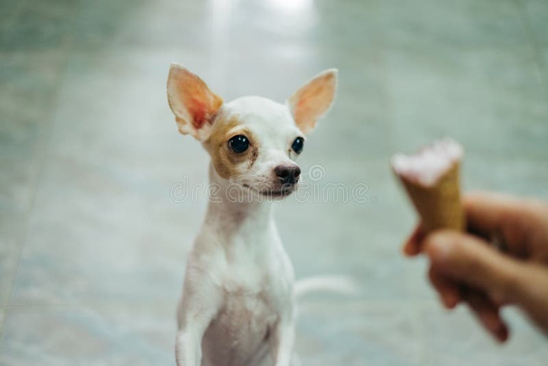 White chihuahua dog beg for the ice-cream cone. White chihuahua dog beg for the ice-cream cone.