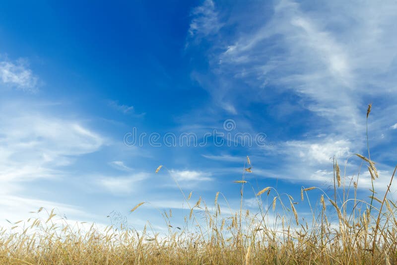 Biały chmury pierzastej niebieskie niebo nad dojrzenia żyta zboża ucho pole i chmury fotografia royalty free Biały chmury pierzastej niebieskie niebo nad dojrzenia żyta zboża ucho pole i chmury fotografia royalty free