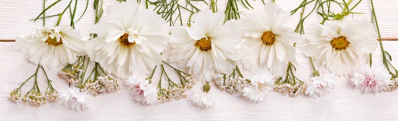 Biały cosmea kosmos kwitnie panoramiczną granicę, sztandar, poślubia romantycznego tło Mieszkanie nieatutowy zdjęcie stock Biały cosmea kosmos kwitnie panoramiczną granicę, sztandar, poślubia romantycznego tło Mieszkanie nieatutowy zdjęcie stock