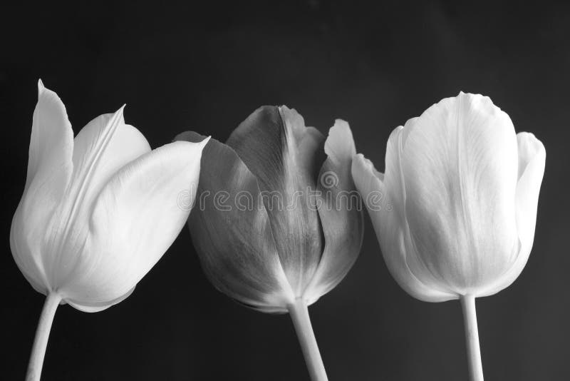 Biały czarny tulipany