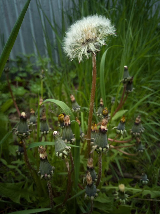 biały dandelion wśród żółtych dandelions zdjęcie stock biały dandelion wśród żółtych dandelions zdjęcie stock