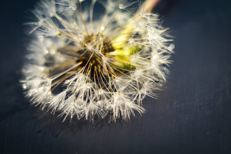 Biały Dandelion z Wodnymi kroplami zdjęcia stock Biały Dandelion z Wodnymi kroplami zdjęcia stock