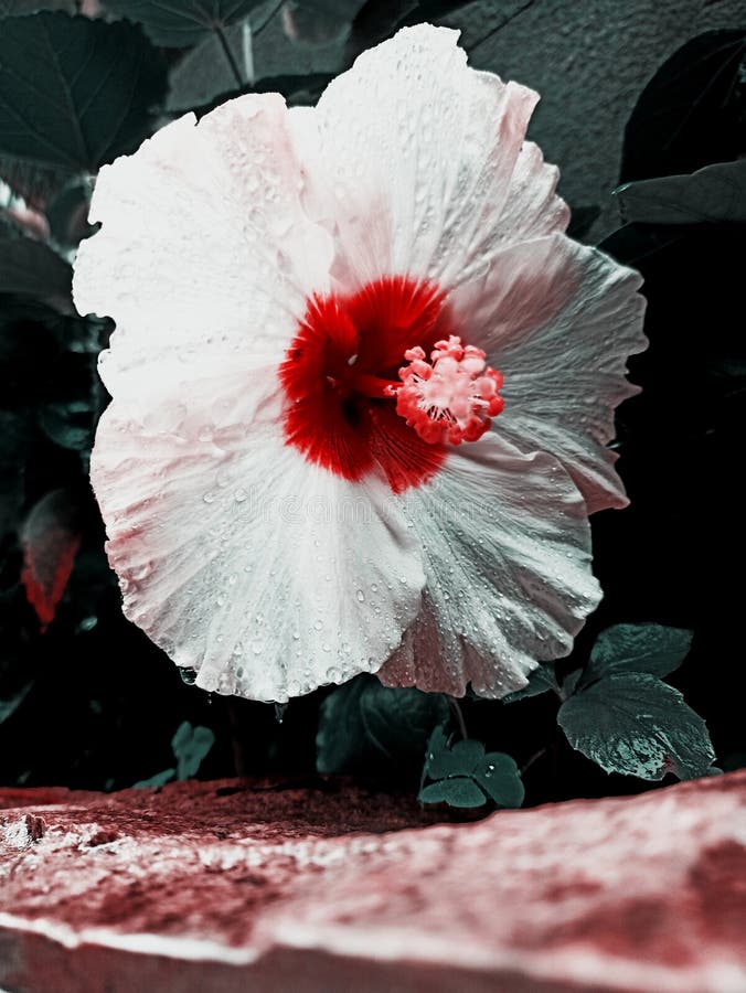 It is a type of hibiscus. Its colors are white and red. It is a type of hibiscus. Its colors are white and red