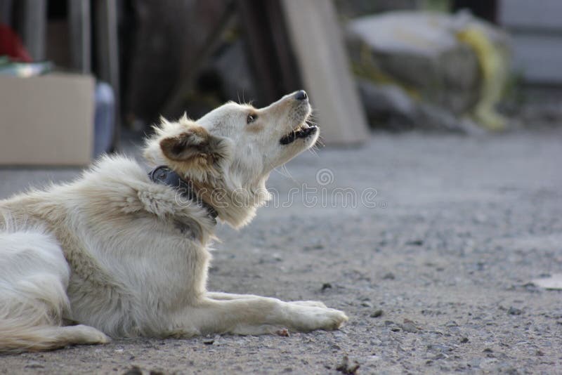 Slim amber eyed white and ginger young dog in colar with chain is barking, making noise, cry. Sad puppy with black nose, sitting outside, protecting house. Secure pet. Slim amber eyed white and ginger young dog in colar with chain is barking, making noise, cry. Sad puppy with black nose, sitting outside, protecting house. Secure pet