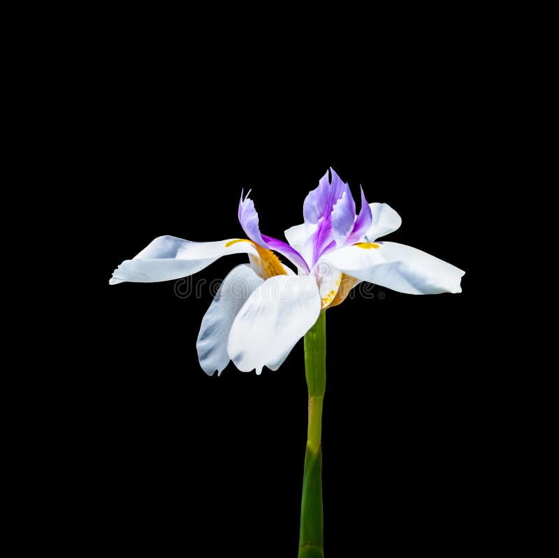 Biały i purpurowy irysowy kwiat na czarnym tle