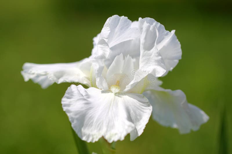 Biały Irysowy kwiat