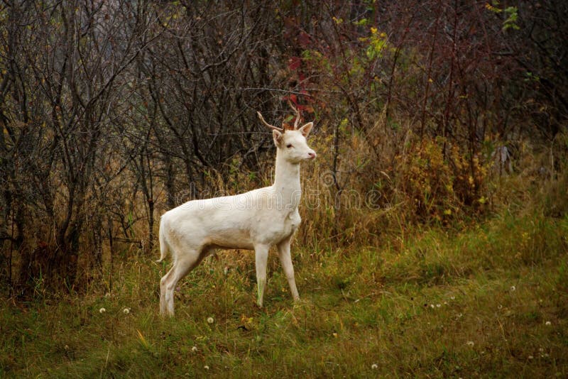Biały jeleni albinosa jelenia albinizm przy zwierzę sarniakiem fotografia stock