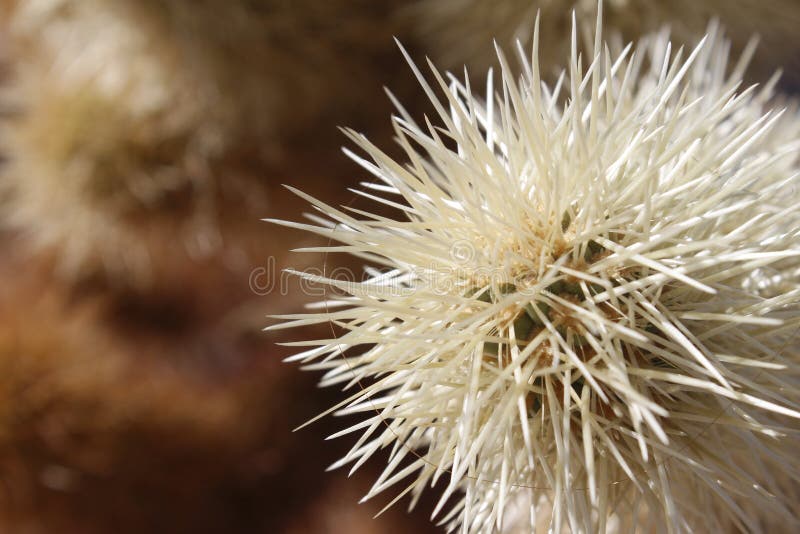 Biały kaktus z długimi cierniami - globalnego nagrzania natura zdjęcie royalty free Biały kaktus z długimi cierniami - globalnego nagrzania natura zdjęcie royalty free