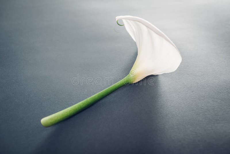 Biały kalii lilly kwiat na popielatym tle Elegancki naturalny piękno obraz stock Biały kalii lilly kwiat na popielatym tle Elegancki naturalny piękno obraz stock