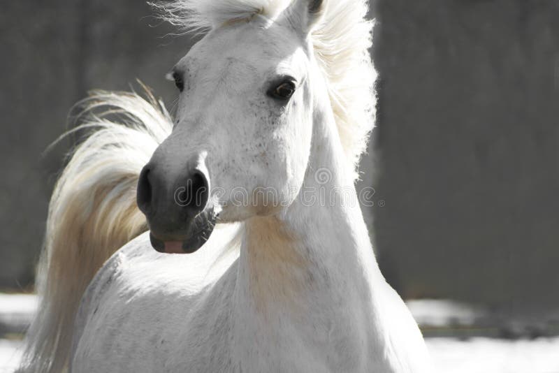 Beautiful white horse on a neutral background. Beautiful white horse on a neutral background