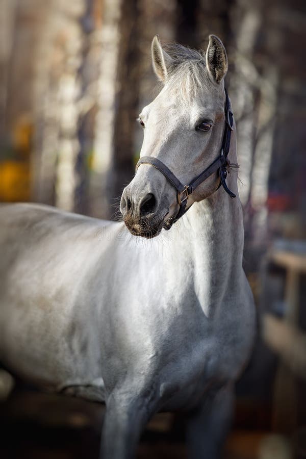 White horse in the paddock. White horse in the paddock