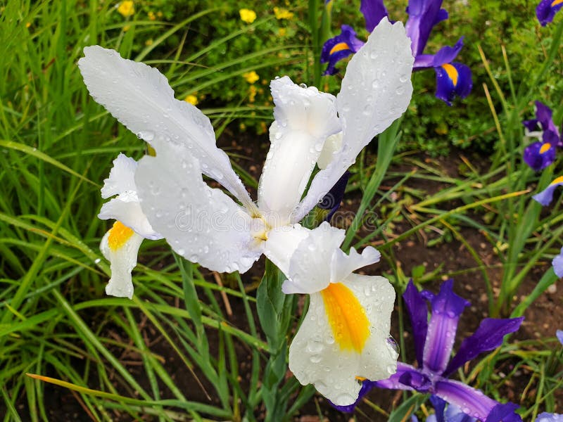Biały kwiat iris z kroplami deszczu w ogrodzie