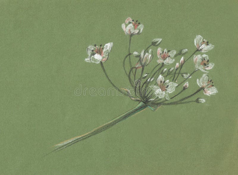 Biały kwiat na zielonym tle może być używany jako wydruk na koszulce lub jako obraz na ścianie