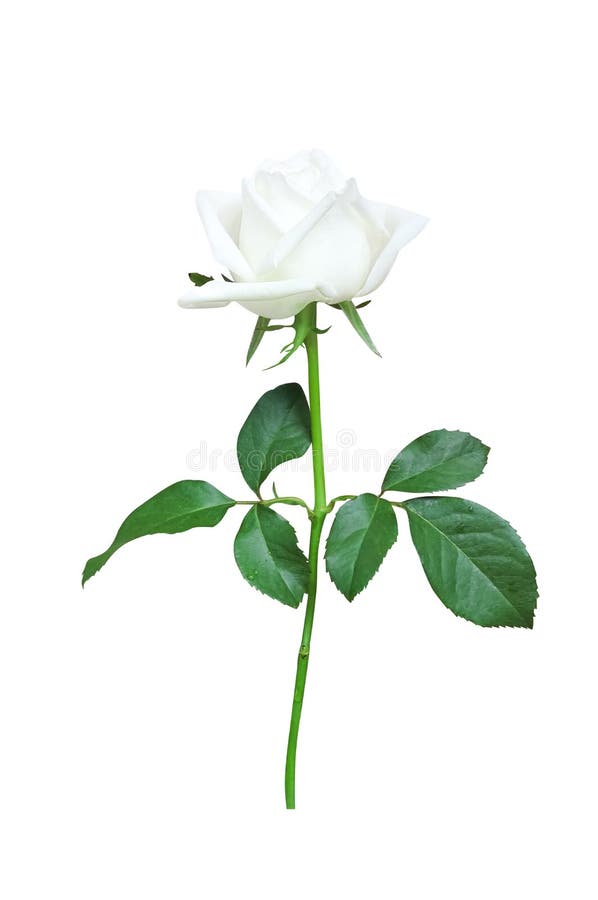 Biały kwiat róży z kroplami wody zielony łodyga i liści w kształcie pionowym, wyizolowany na białej ścieżce przycinającej tło