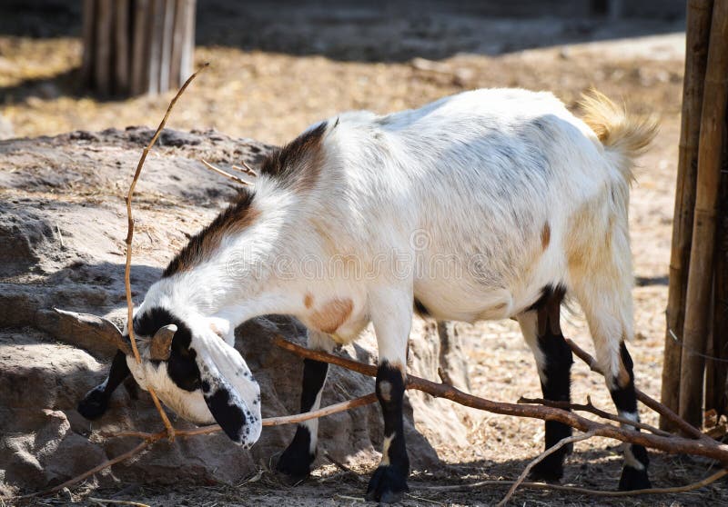 Biały kózka fotografia stock