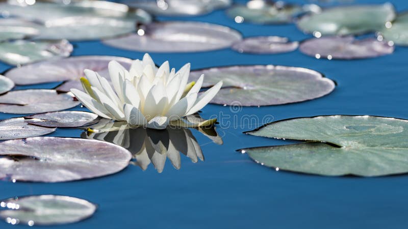 Biały lotosowy kwiat na lustrzanej błękitnej staw powierzchni