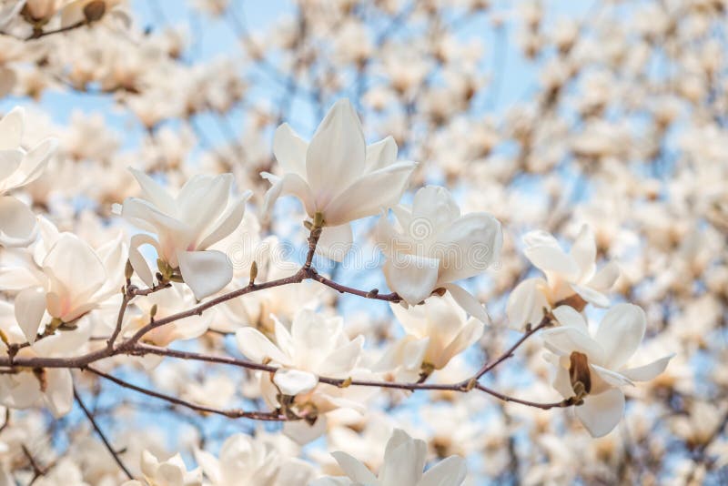 Biały magnoliowy okwitnięcie w Kwietniu, gałąź nad niebieskiego nieba tłem, Południowy Korea
