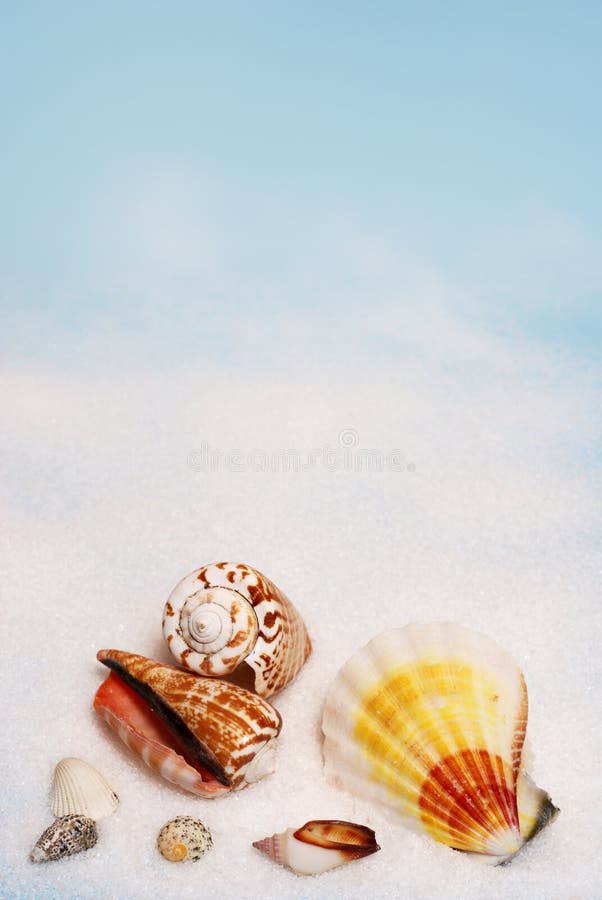 Group of colorful seashells on white sand and pale blue background. Group of colorful seashells on white sand and pale blue background