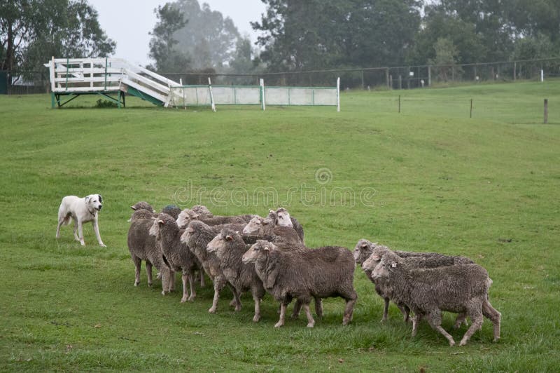 Biały pyrenean góra pies z cakla kierdlem obraz stock Biały pyrenean góra pies z cakla kierdlem obraz stock
